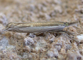 Diminutive Grass-veneer